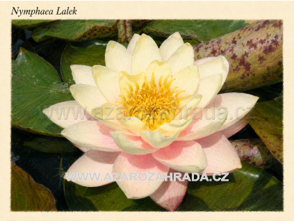 Nymphaea lalek