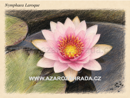 Nymphaea laroque