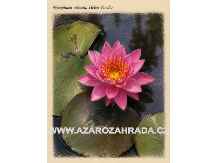 Nymphaea odorata Helen Fowler