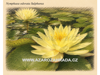 Nymphaea odorata Sulphurea