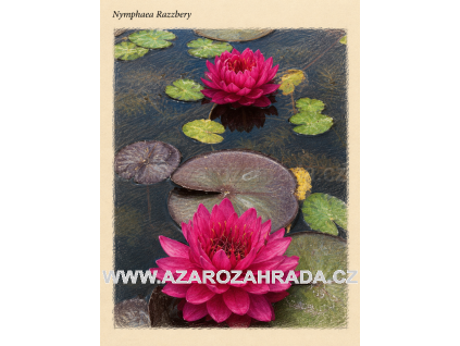 Nymphaea razzbery