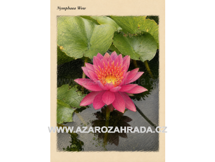 Nymphaea wow