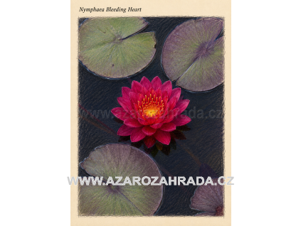 Nymphaea bleeding Heart