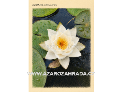 Nymphaea siam Jasmine