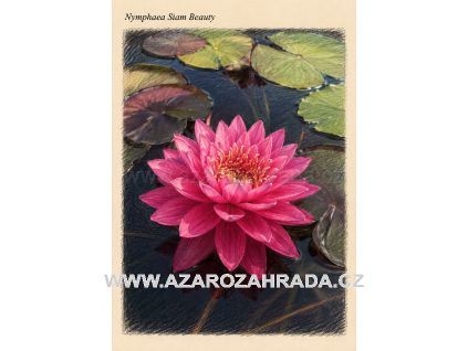 Nymphaea Siam Beauty