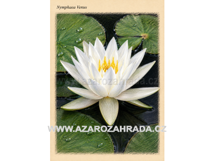 Nymphaea venus