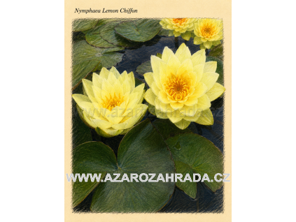 Nymphaea lemon Chiffon