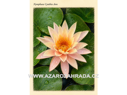 Nymphaea cynthia Ann