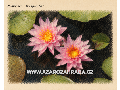 Nymphaea chompoo Nix