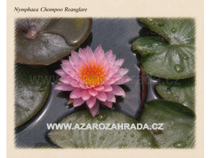 Nymphaea chompoo Reanglare