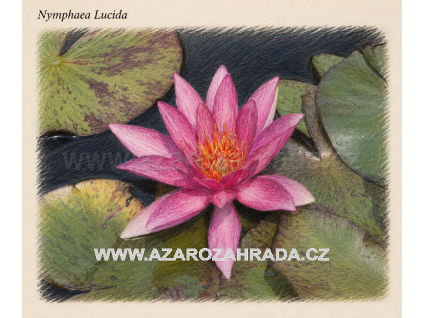 Nymphaea lucida