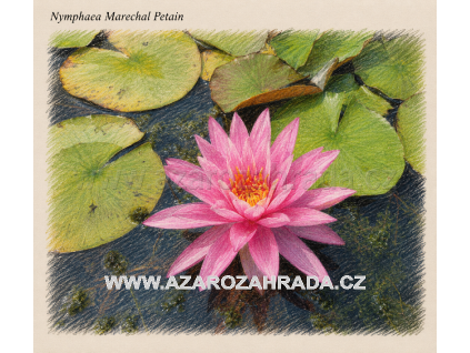 Nymphaea marechal Petain