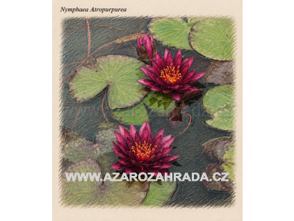 Nymphaea atropurpurea