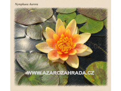 Nymphaea aurora