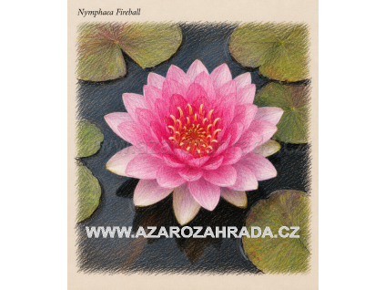 Nymphaea fireball