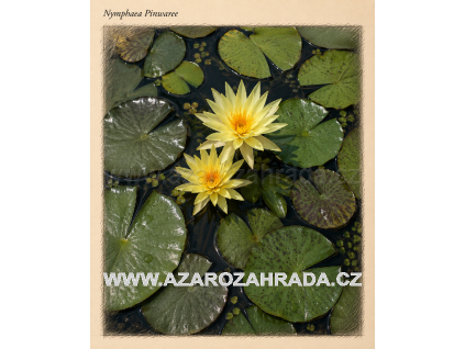 Nymphaea pinwaree
