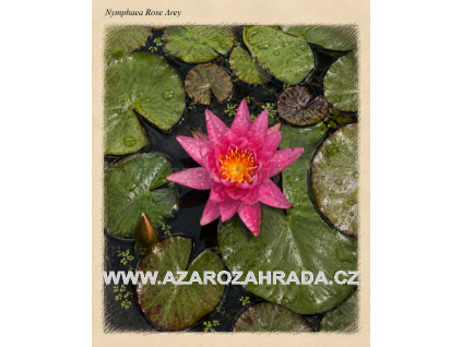 Nymphaea rose Arey