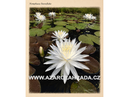 Nymphaea snowflake