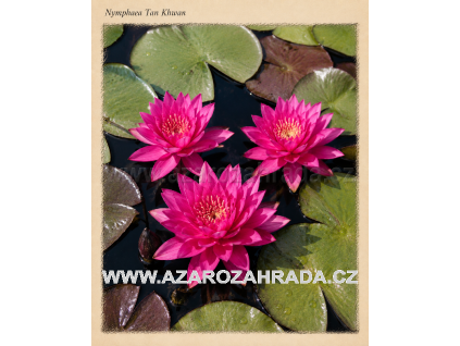 Nymphaea tan Khwan