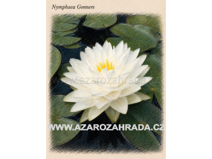 Nymphaea gonnere