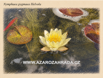 Nymphaea pygmaea Helvola