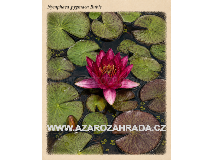 Nymphaea pygmaea Rubis