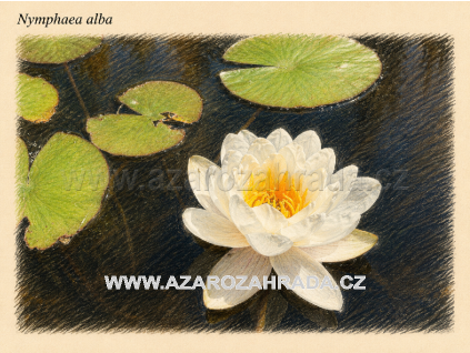 Nymphaea alba