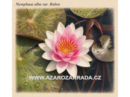 Nymphaea alba Var Rubra