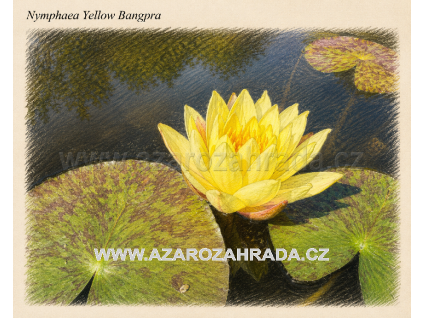 Nymphaea yellow Bangpra