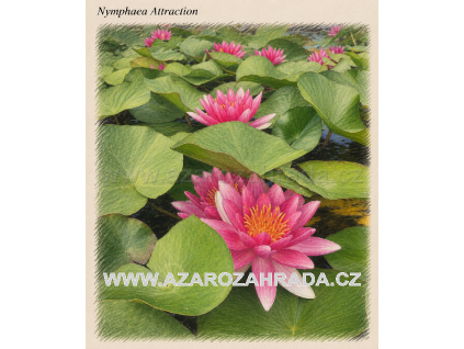 Nymphaea%20Attraction