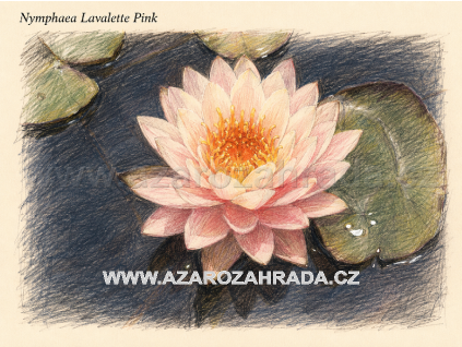 Nymphaea%20Lavalette%20Pink