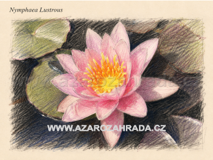 Nymphaea%20Lustrous