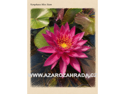 Nymphaea%20Miss%20Siam