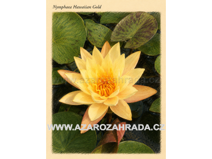 Nymphaea%20Hawaiian%20Gold