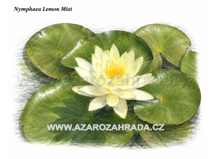 Nymphaea%20Lemon%20Mist