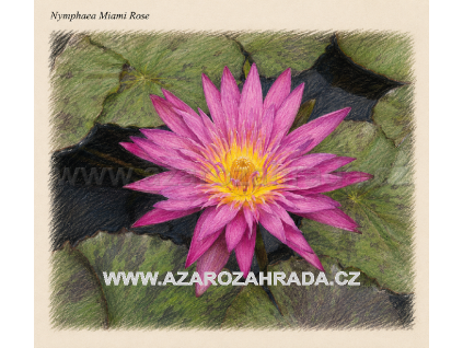 Nymphaea%20Miami%20Rose