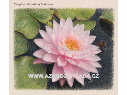 Nymphaea%20Strawberry%20Milkshake