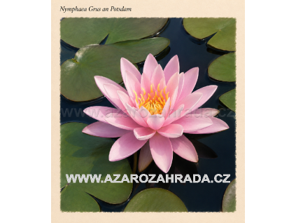 Nymphaea%20Grus%20an%20Potsdam