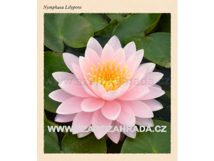 Nymphaea%20Lilypons