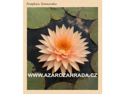Nymphaea%20Tummaruksa