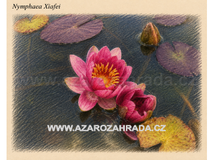 Nymphaea%20Xiafei