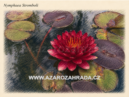 Nymphaea%20Stromboli