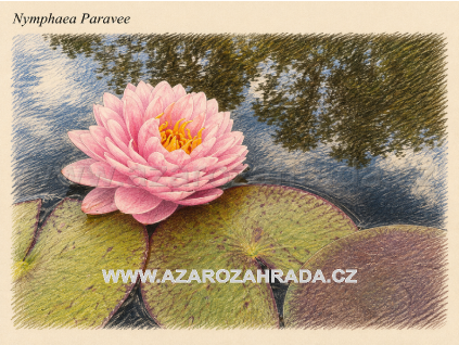 Nymphaea%20Paravee%20Thajsko