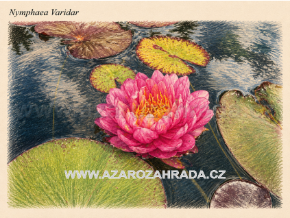 Nymphaea%20Varidar%20Thajsko