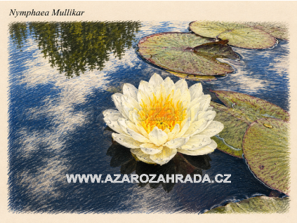 Nymphaea%20Mullikar%20Thajsko