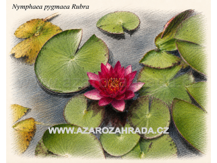 Nymphaea%20pygmaea%20Rubra
