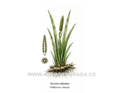 Acorus calamus