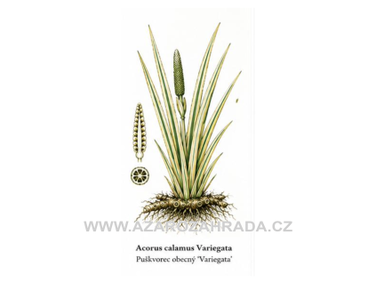 Acorus calamus Variegata