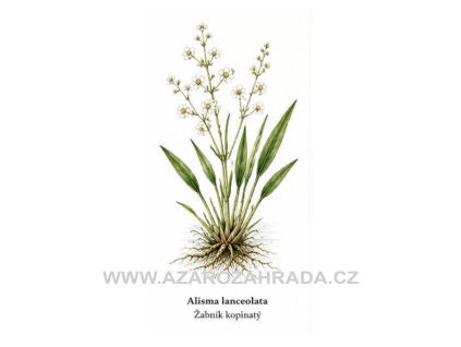 Alisma lanceolata