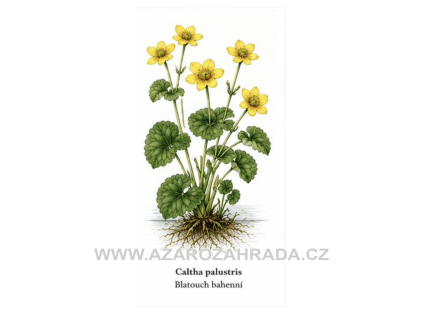 Caltha palustris